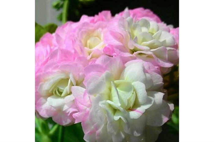 Пеларгония розебудная Sutarves Nada - фото 4748