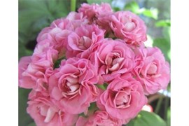 'Swanland Pink' / 'Australien Pink Rosebud'