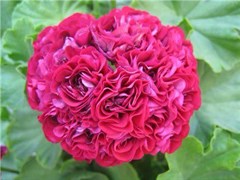 Розебудная пеларгония Ungarisk Appleblossom rosebud