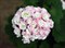 Пеларгония розебудная April Snow - фото 4581