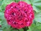 Розебудная пеларгония Ungarisk Appleblossom rosebud - фото 4582
