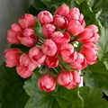 Пеларгония тюльпановидная Red Pandora - фото 4639