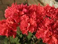 Пеларгония Rose Beauty - фото 4755